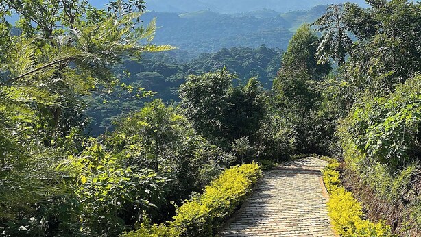 A stone pathway leading through a lush, green landscape with dense foliage on both sides. - Bwindi Neckview Lodge (Bwindi)