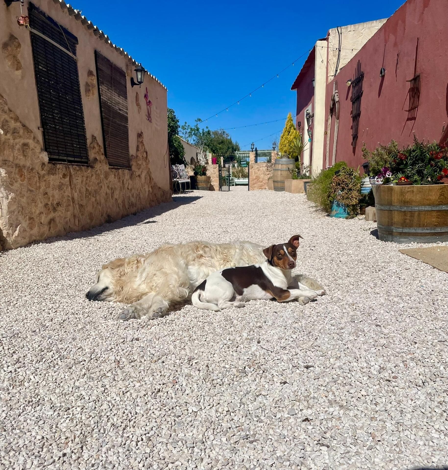 Un cane disteso sulla ghiaia in una stretta via, fiancheggiata da edifici.