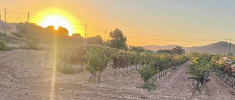 A vineyard with rows of grapevines and a dirt path leading through it.