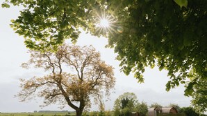 Ein Baum in einem grasbewachsen Feld, im Hintergrund ein Bauernhof.