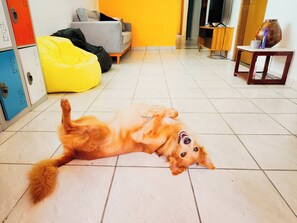 Perusyhteismajoitus | Oleskelualue