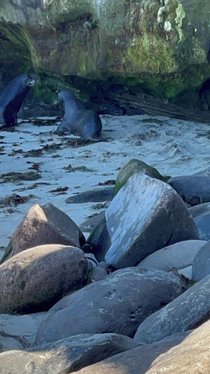 Miscellaneous - Charming 2-bedroom hotel suites in delightful Coronado with fitness room, WiFi (Coronado)