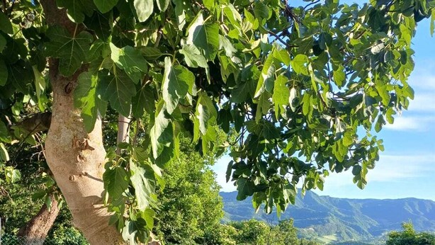 Un arbre au tronc courbé et aux feuilles vertes, situé dans une zone herbeuse, avec une clôture et des montagnes en arrière-plan.