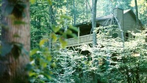 A cabin surrounded by dense forest.
