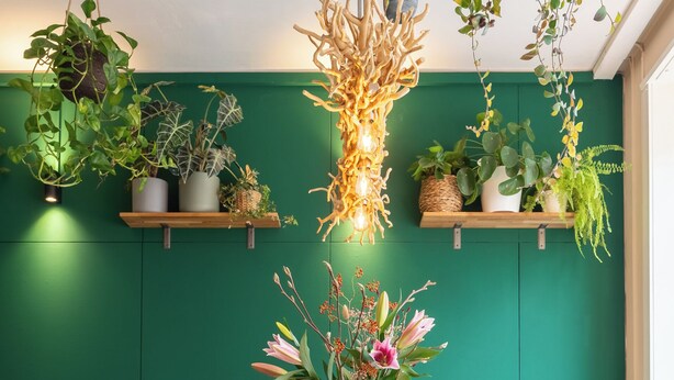 Et værelse med grøn væg, træhylder med planter, et bord med en rød vase og en gul sofa.