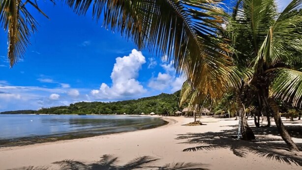A beach with clear blue water, sandy shore, and palm trees.