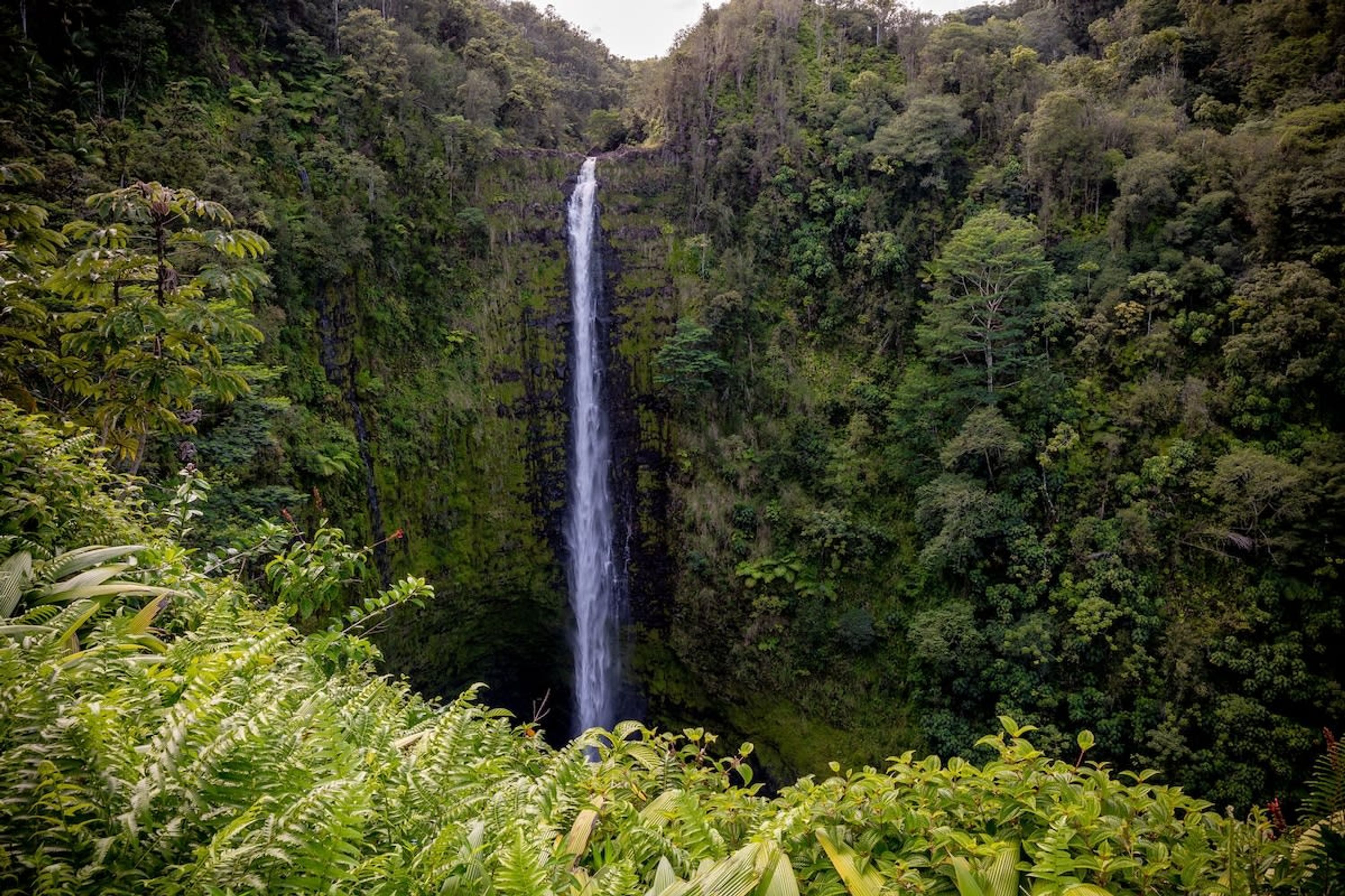 Una cascada rodeada de un bosque frondoso.