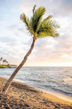 Eine Palme am Strand, im Hintergrund das Meer.