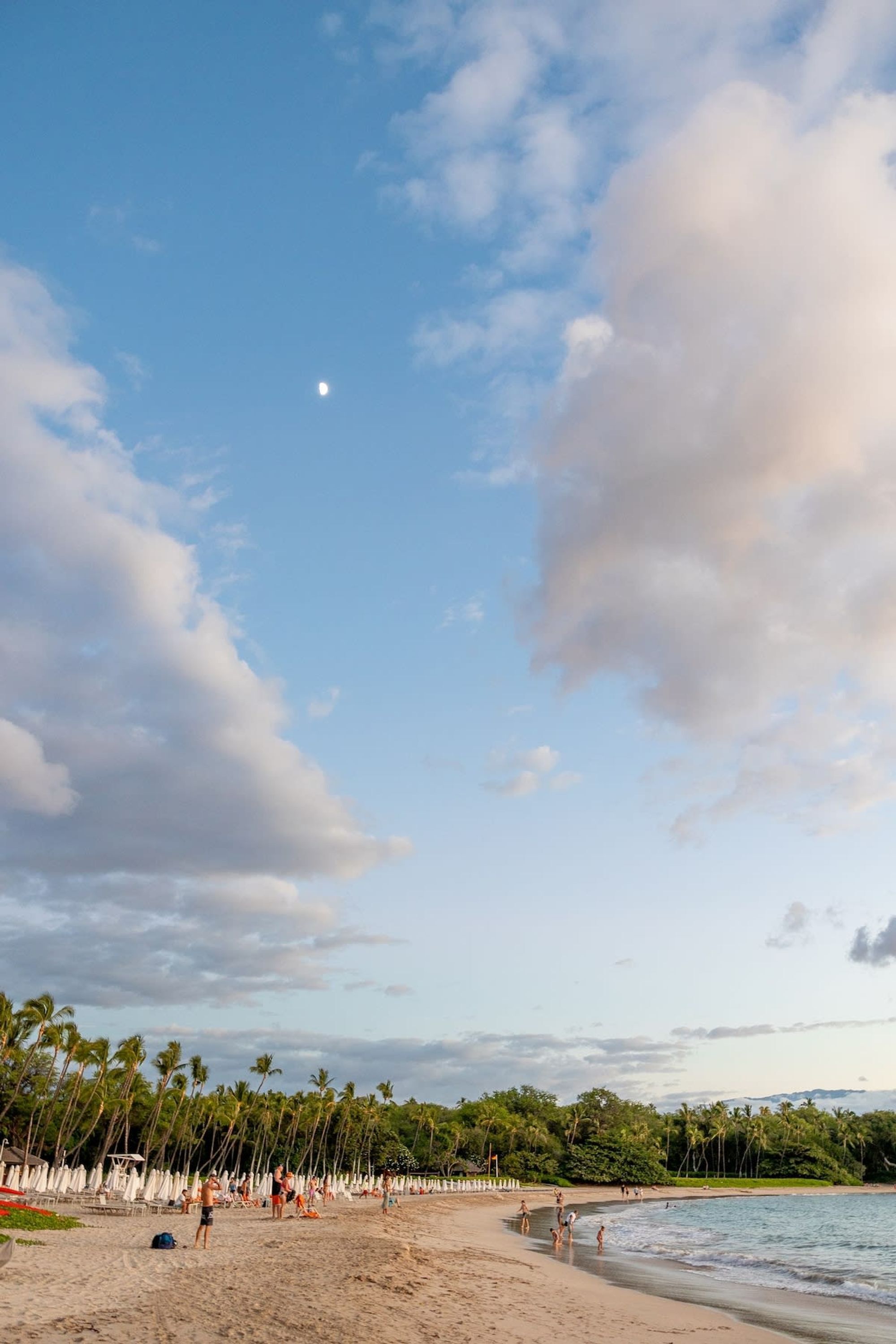 A beach with palm trees, a clear sky, and a crescent moon.