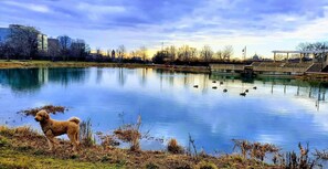 Een rustig park met een vijver, eenden en een hond.