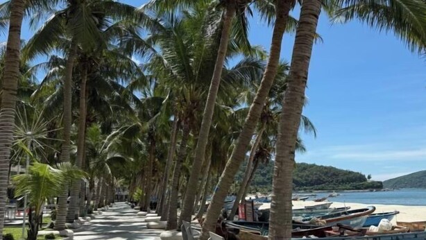 A beachside walkway lined with palm trees and boats.