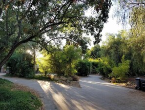 A paved driveway surrounded by dense greenery and trees.
