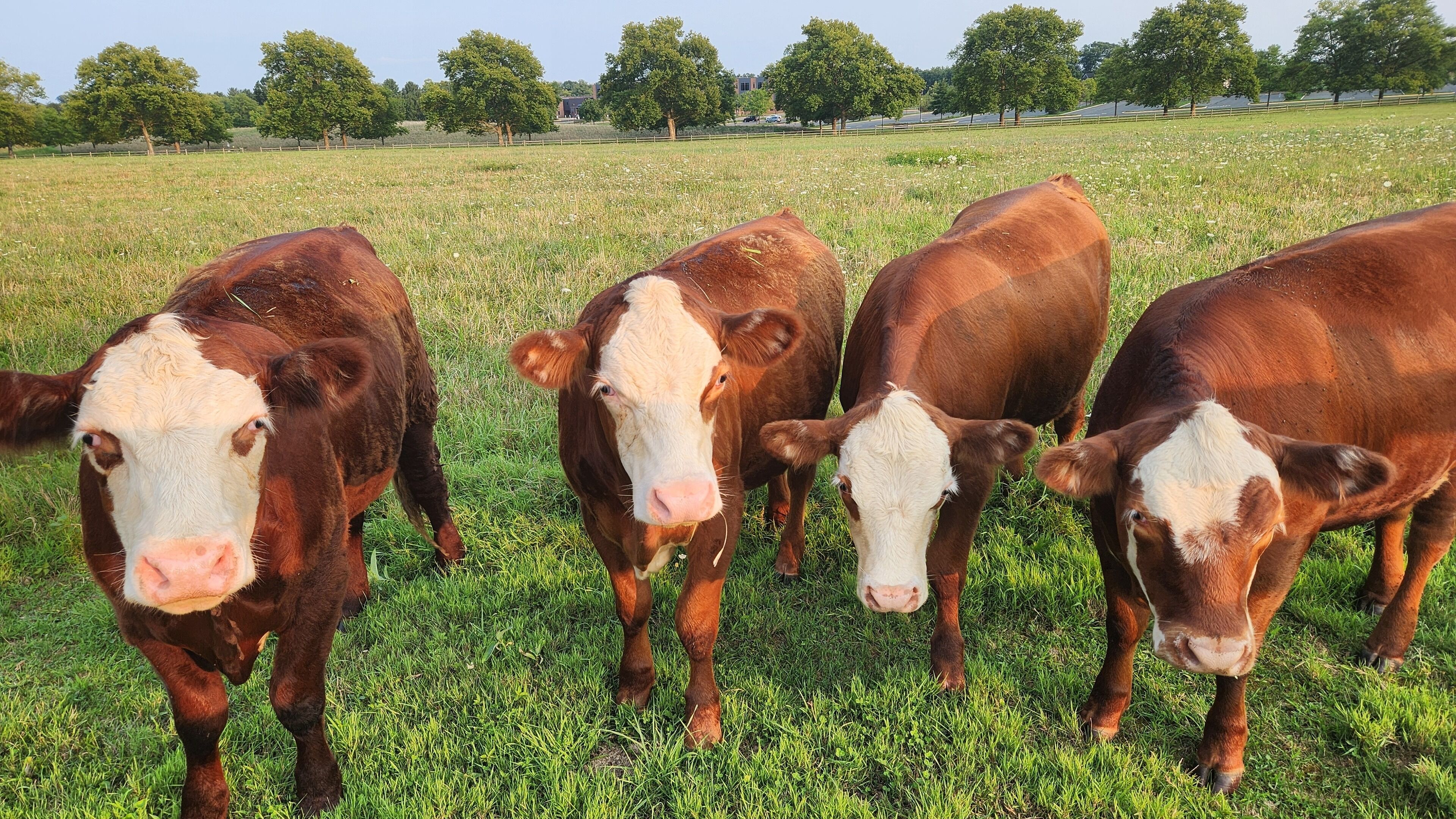 Un campo con vacas pastando.