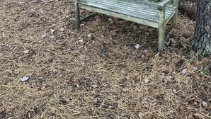 A wooden bench in a forested area with dry leaves on the ground.