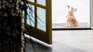 A dog sitting by a door with a grid pattern, looking outside. - The Manzanita Cottage (Sebastopol)