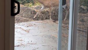 Un cerf se promène dans un enclos aménagé de manière à ressembler à un habitat naturel, avec des arbres et un sol sablonneux.