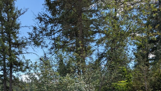 Un espace patio aménagé avec des meubles en osier, comprenant un canapé et deux fauteuils, le tout mis en valeur par un décor d’arbres et un ciel dégagé.