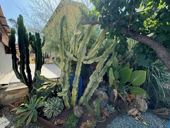 Property grounds - Detached apartment with Roman aqueduct view (Roma)