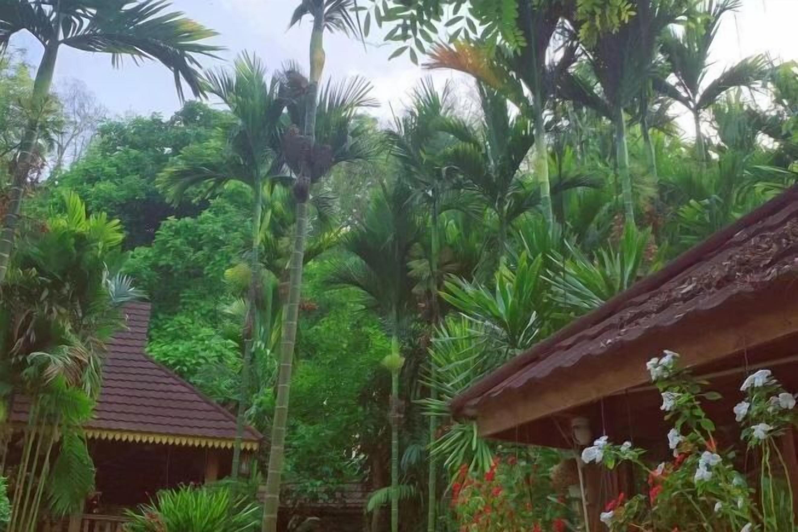 Un edificio in legno tradizionale circondato da rigogliosa vegetazione tropicale.