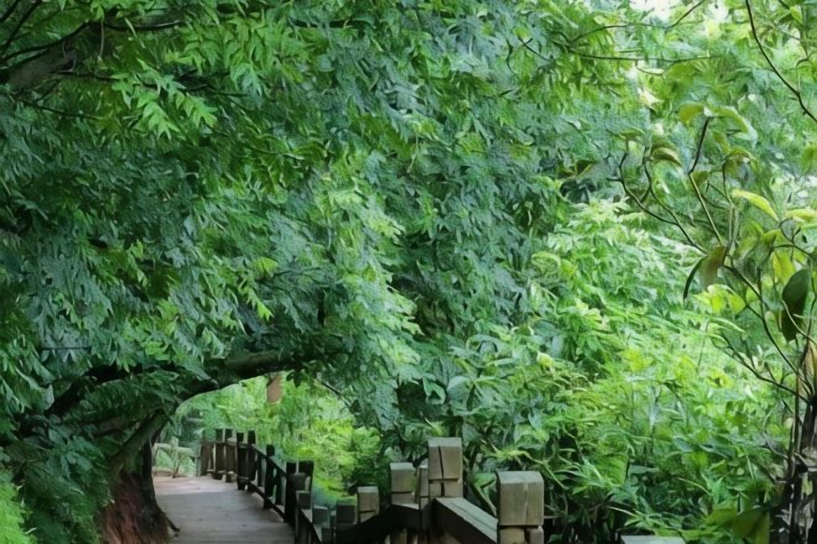 A pathway under a canopy of trees.