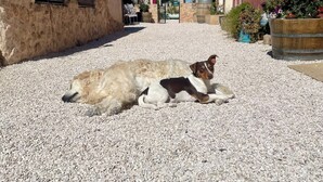 Un chien est allongé sur du gravier dans une ruelle étroite, avec des bâtiments de chaque côté.