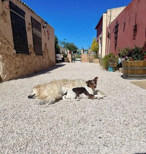 A dog lying on gravel in a narrow alleyway with buildings on either side. - 6 Bed House Sleeps 12 - Pool, Hot Tub, Fireplace (pinoso)