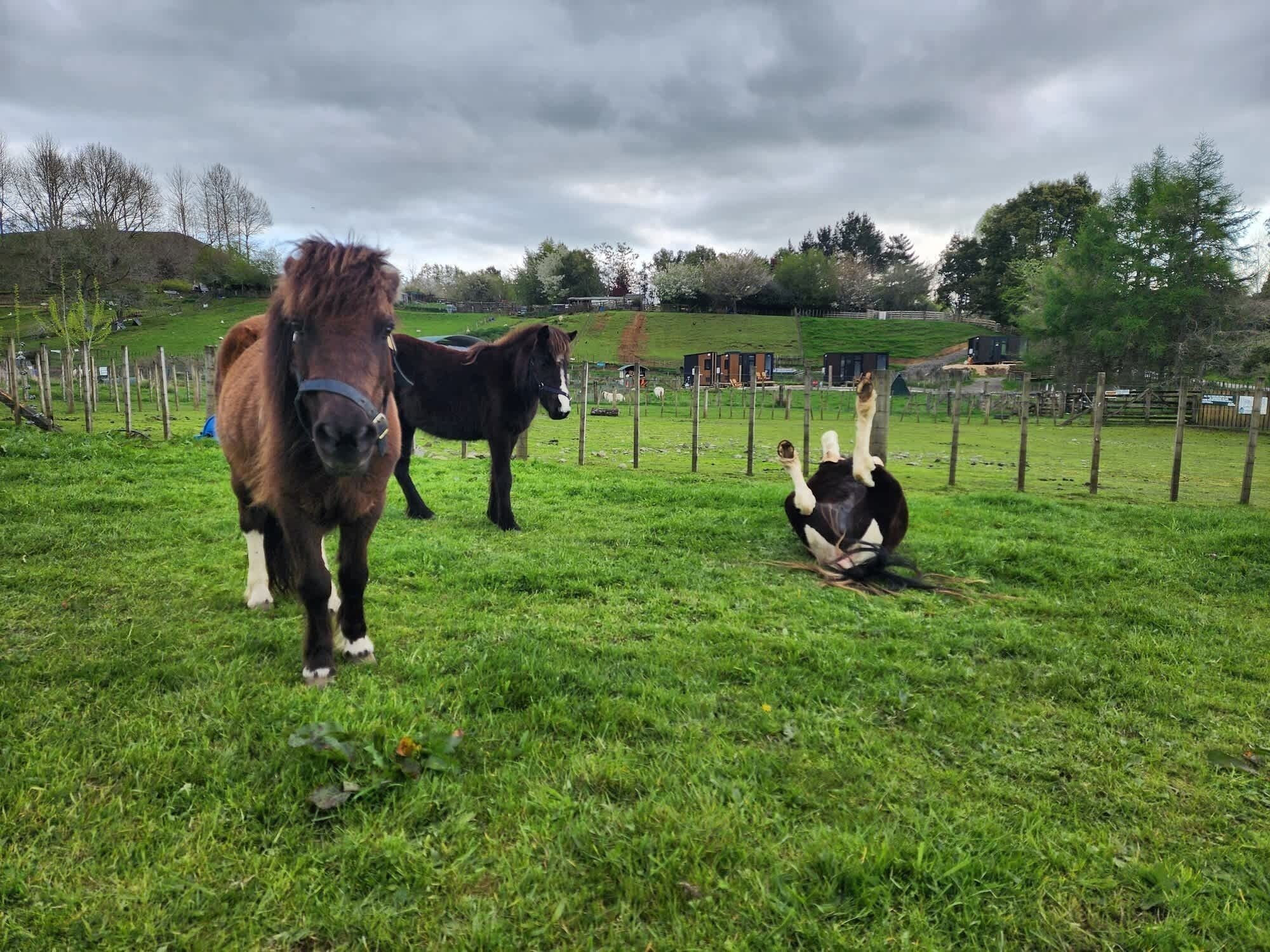 A grassy field with three horses, one standing and two lying down, enclosed by a wooden fence.