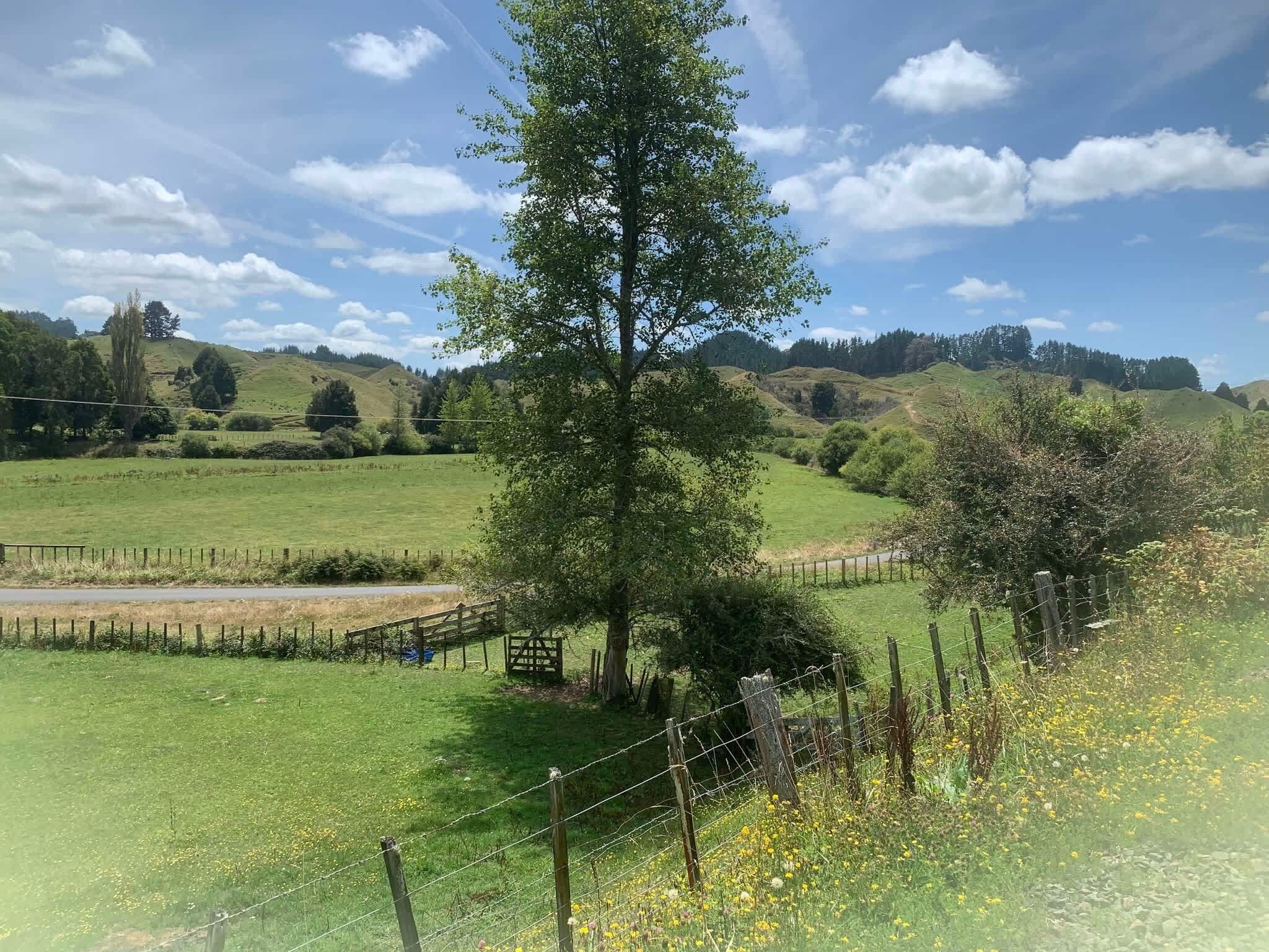 Paisaje rural con un árbol grande, campos abiertos y una valla.