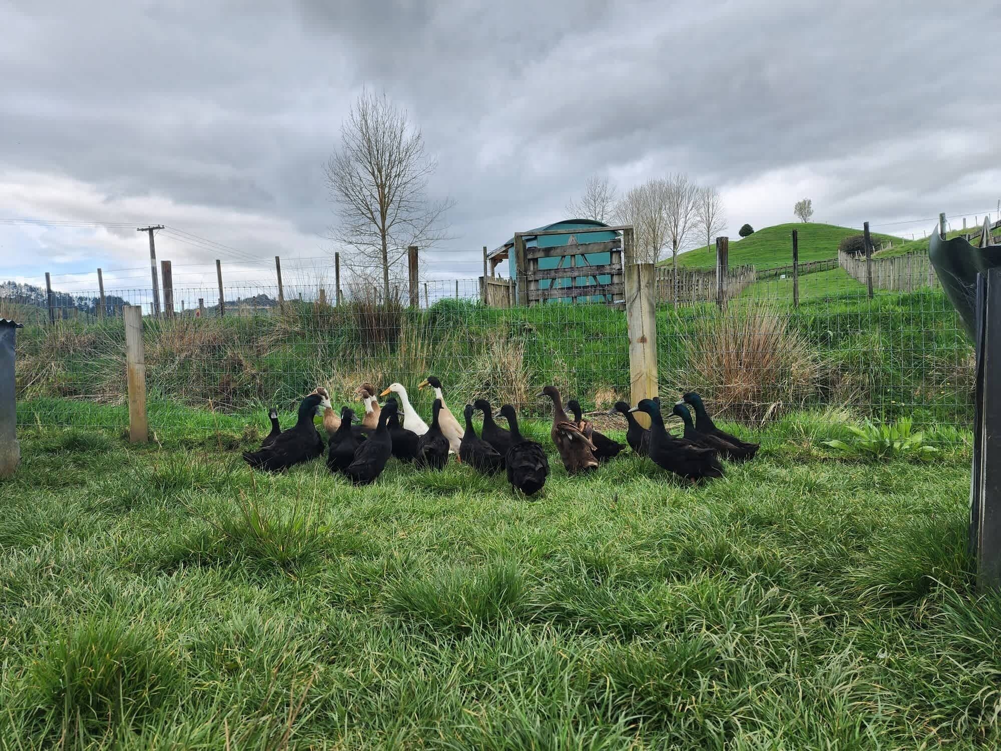 A grassy area with a group of ducks and a building in the background.