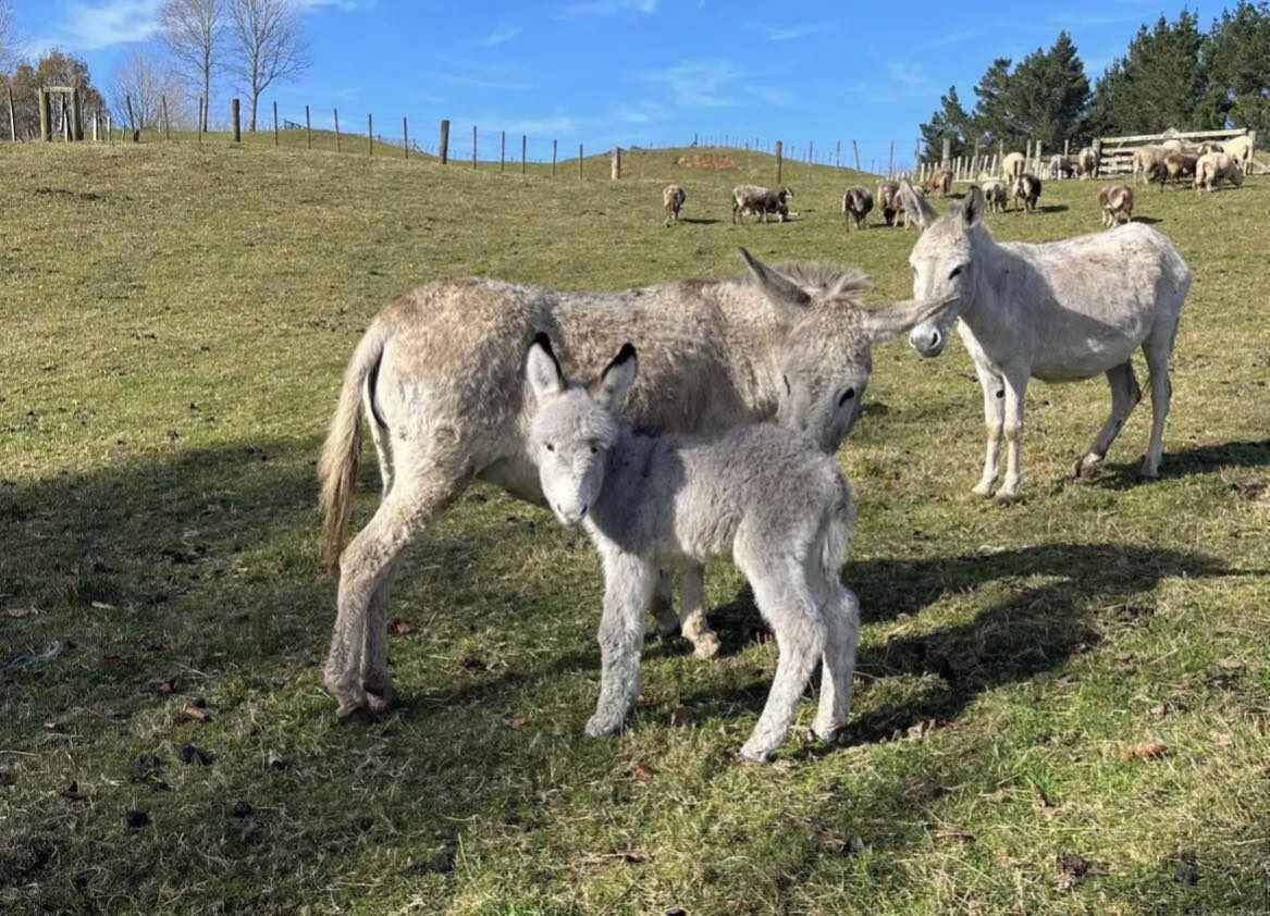 A grassy field with donkeys and a fence in the background.