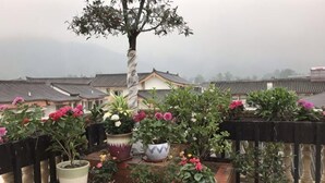 Un jardin sur le toit, agrémenté de plantes en pot et d’un arbre, entouré de bâtiments traditionnels.