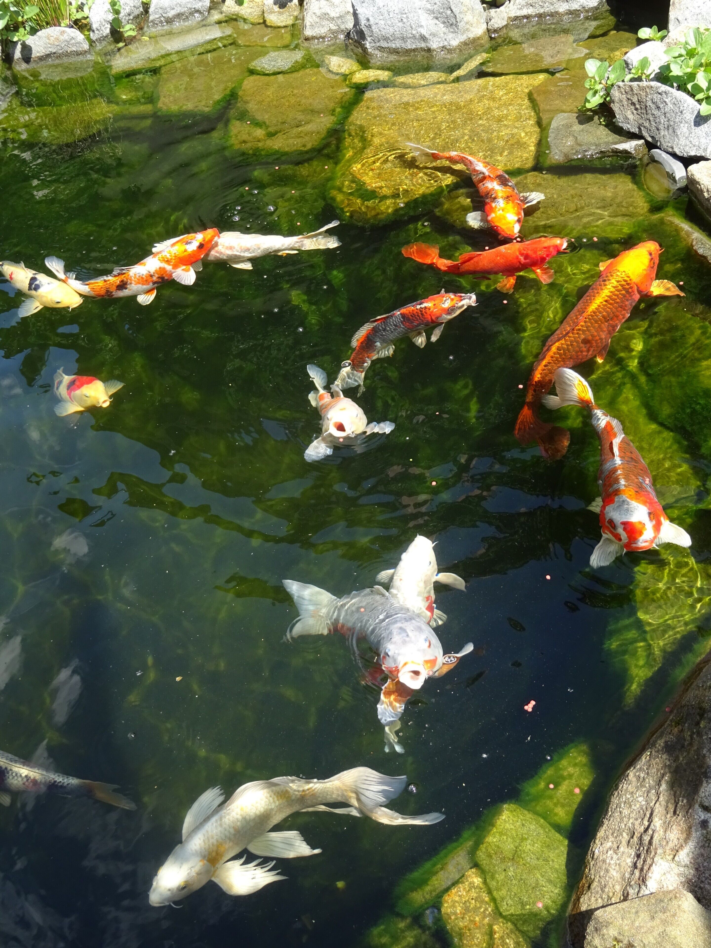 Diverse