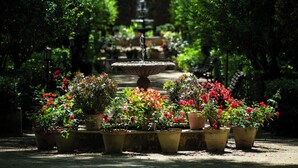 Un sendero en un jardín con plantas en macetas y una fuente.