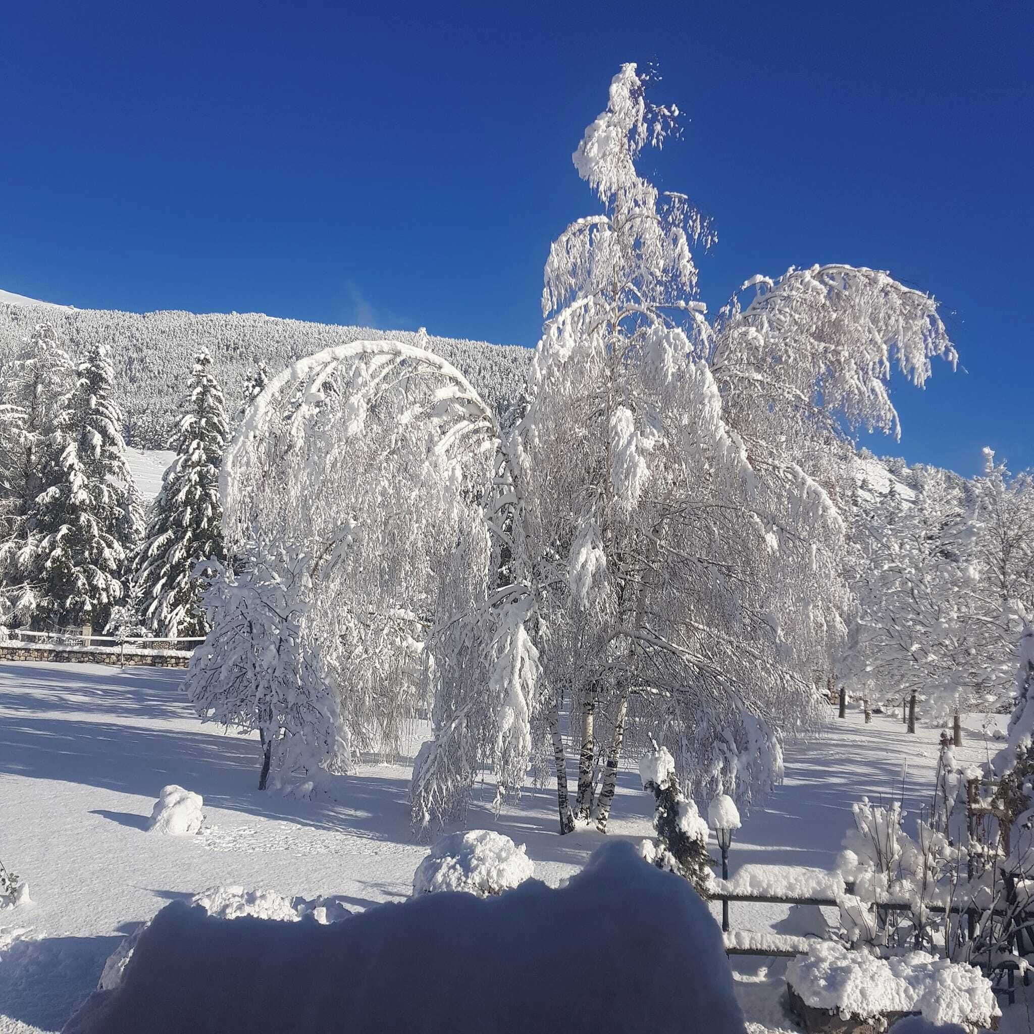 A snow-covered landscape with trees and a clear blue sky.