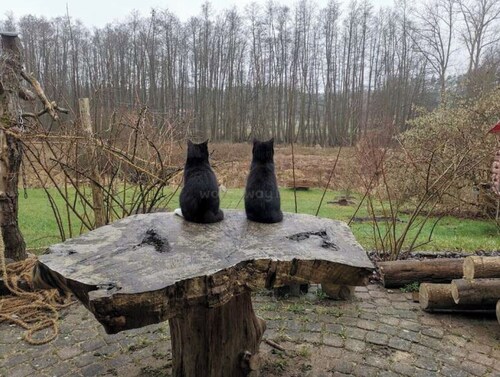 Grosse, ruhige Ferienwohnung mit Garten, Vollküche, Glasfaser Wlan und Parkplatz