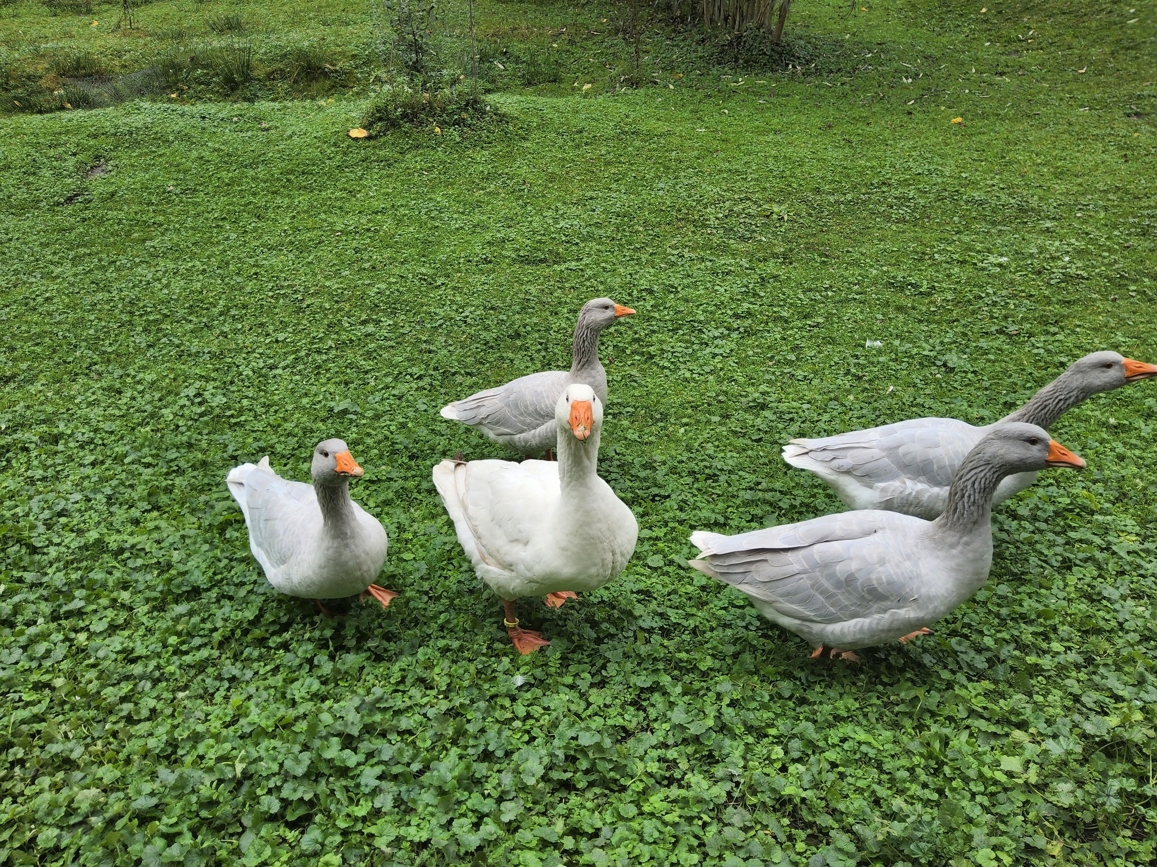 A group of geese on a grassy field.