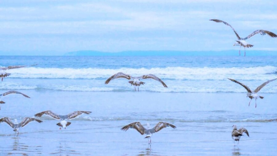 Lovely Apartment With Garden