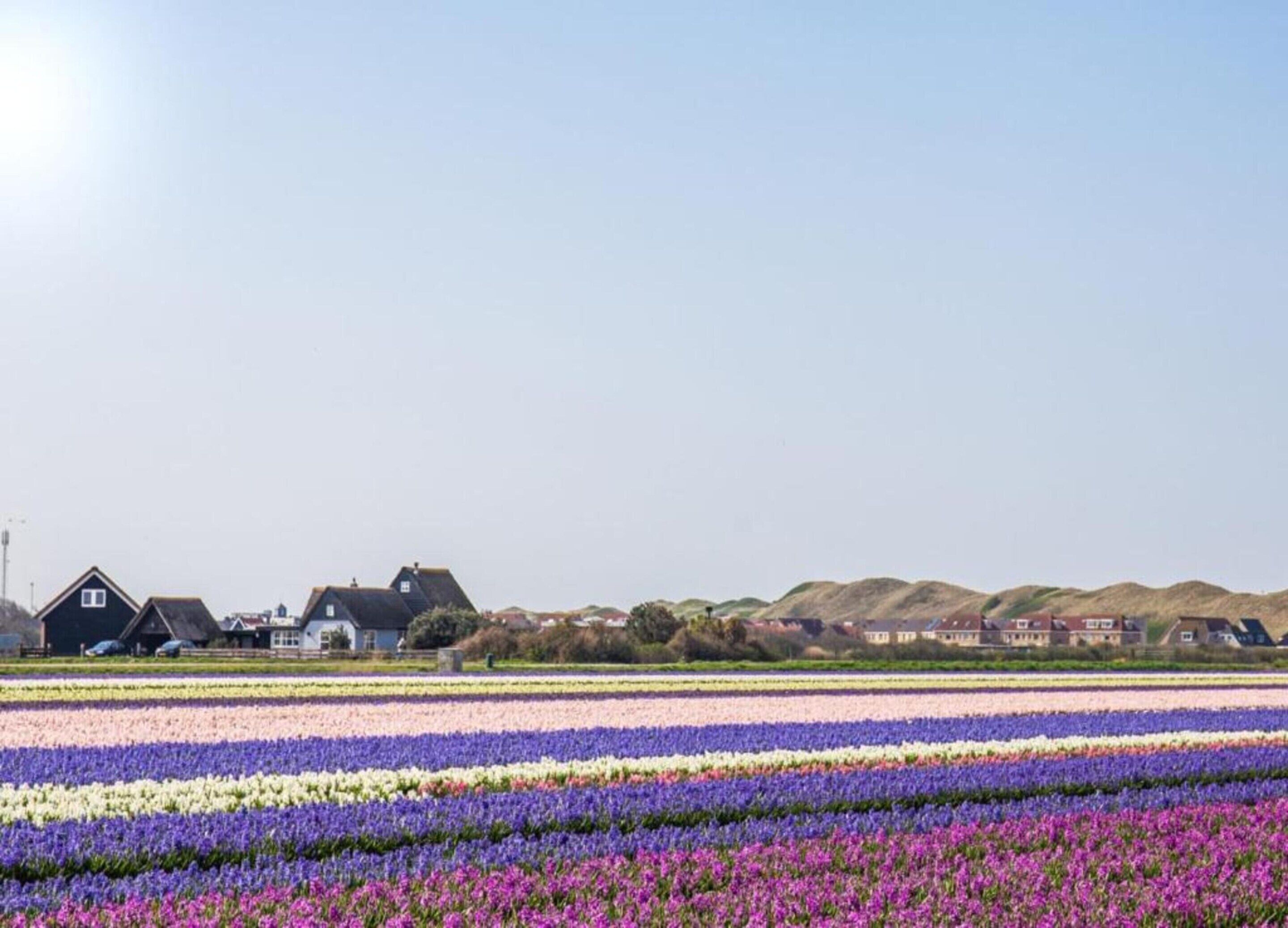 Een veld met kleurrijke bloemen, met huizen op de achtergrond.