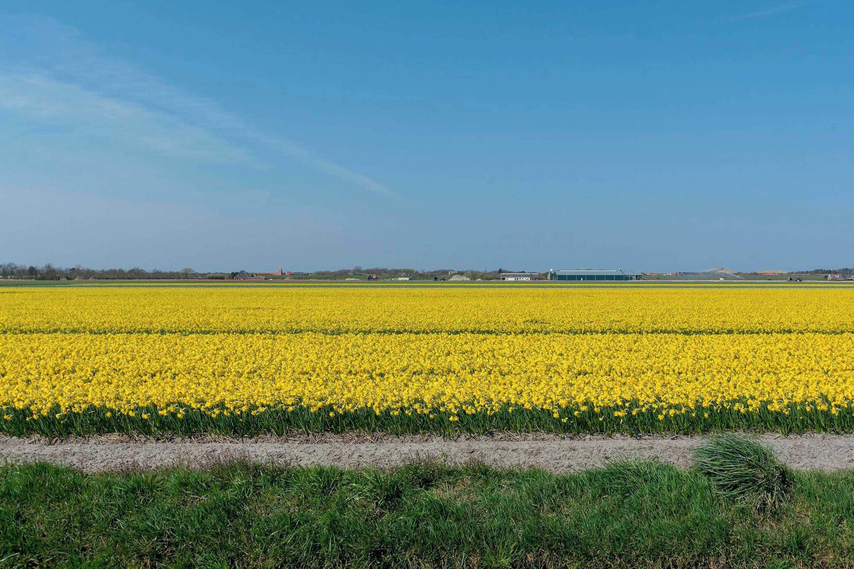 Un vaste champ de fleurs jaunes sous un ciel bleu dégagé.