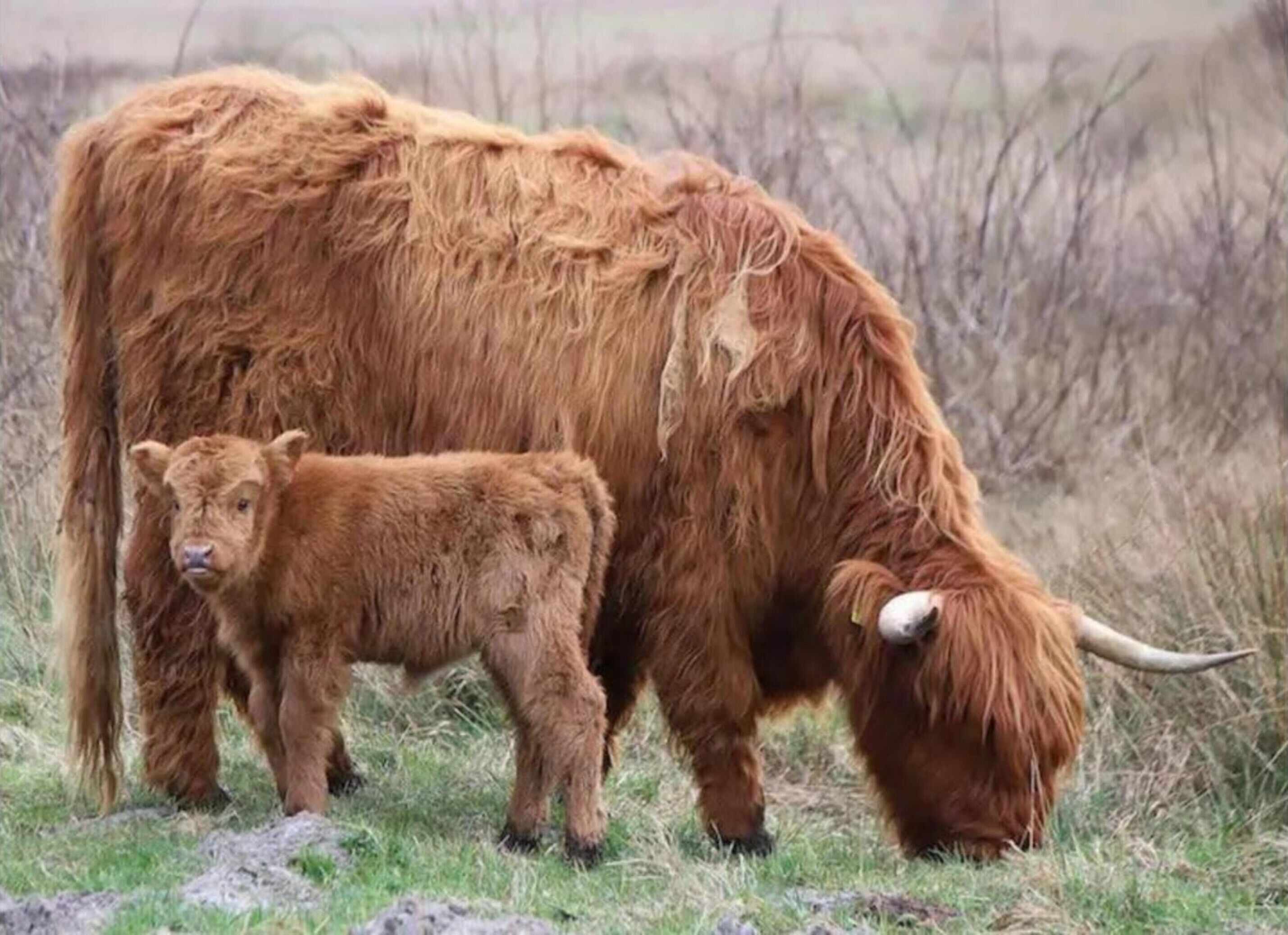 A highland cow with a calf in a grassy field.