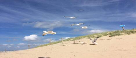 A sandy beach with dunes and a clear sky.