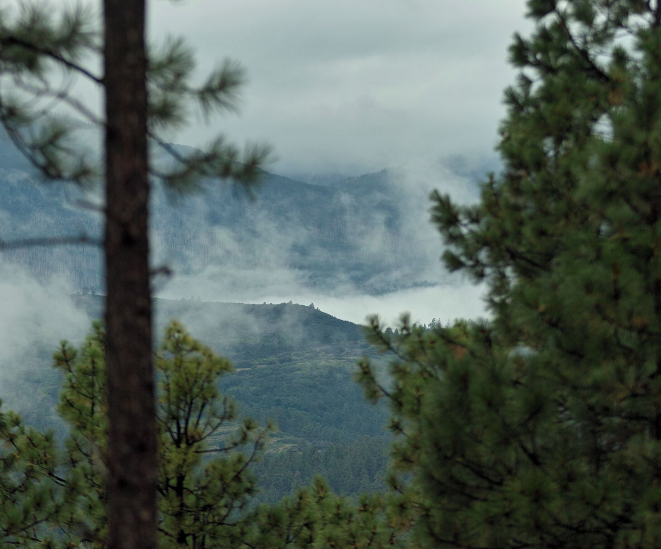 Un paisaje montañoso con pinos en primer plano.