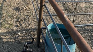 Ein eingezäunter Außenbereich mit Metallgeländern und einem blauen Wasserbehälter.