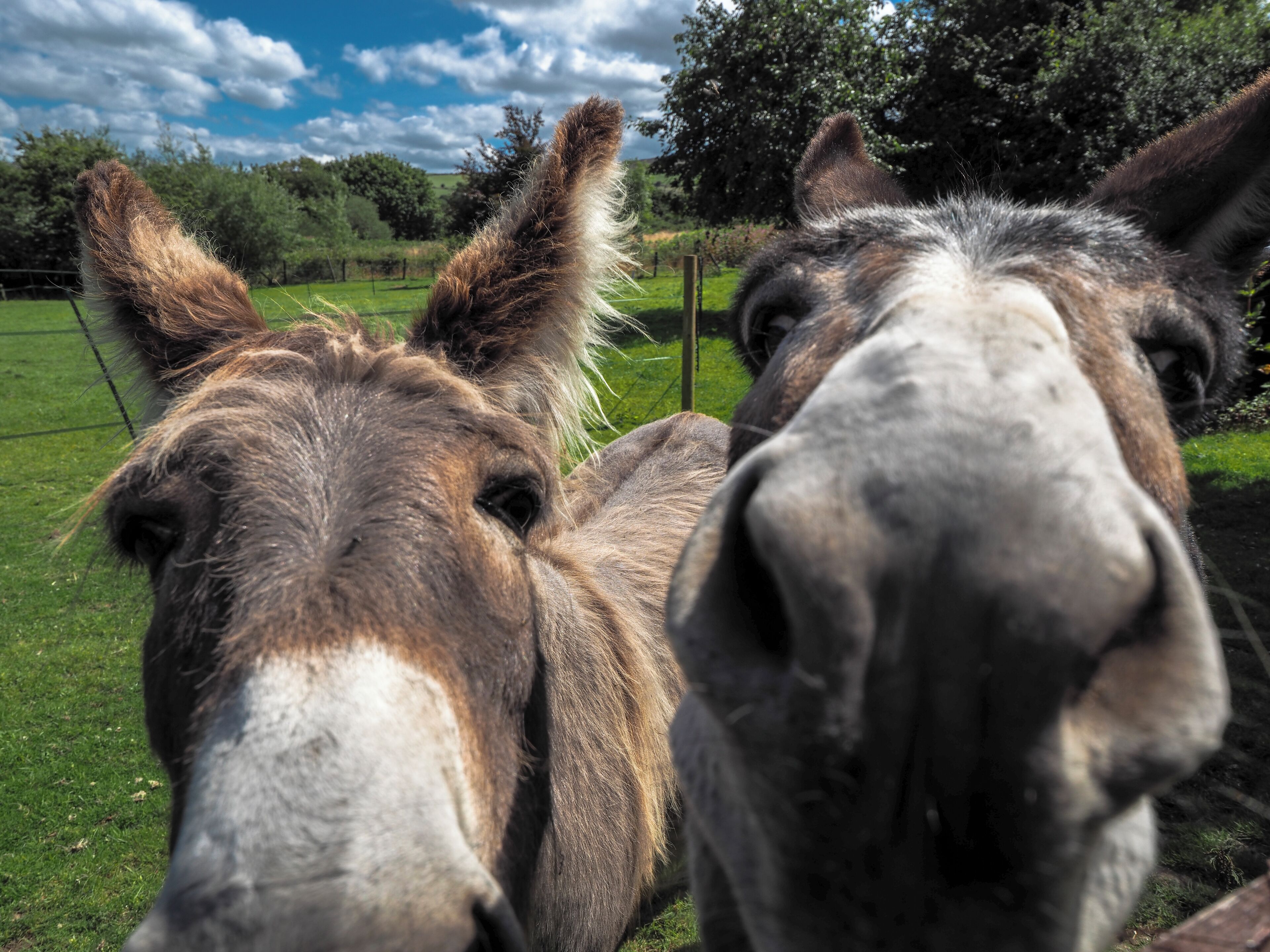 Two donkeys in a grassy field with trees and a fence in the background.
