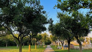 A stone pathway flanked by trees in a park setting. - "Tenuta Lu Beddhru" Oasis of peace in Salento a stone's throw from the sea  (Carpignano Salentino)
