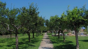 A stone pathway leading through a grove of trees with a clear blue sky above. - "Tenuta Lu Beddhru" Oasis of peace in Salento a stone's throw from the sea  (Carpignano Salentino)