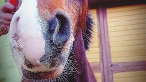 Un caballo con sombrero que lleva la palabra “DUBAI”.