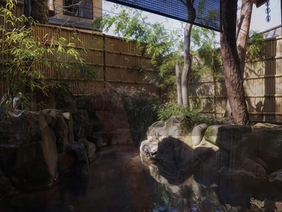 A zoo enclosure with a rocky terrain, a water feature, and bamboo plants.