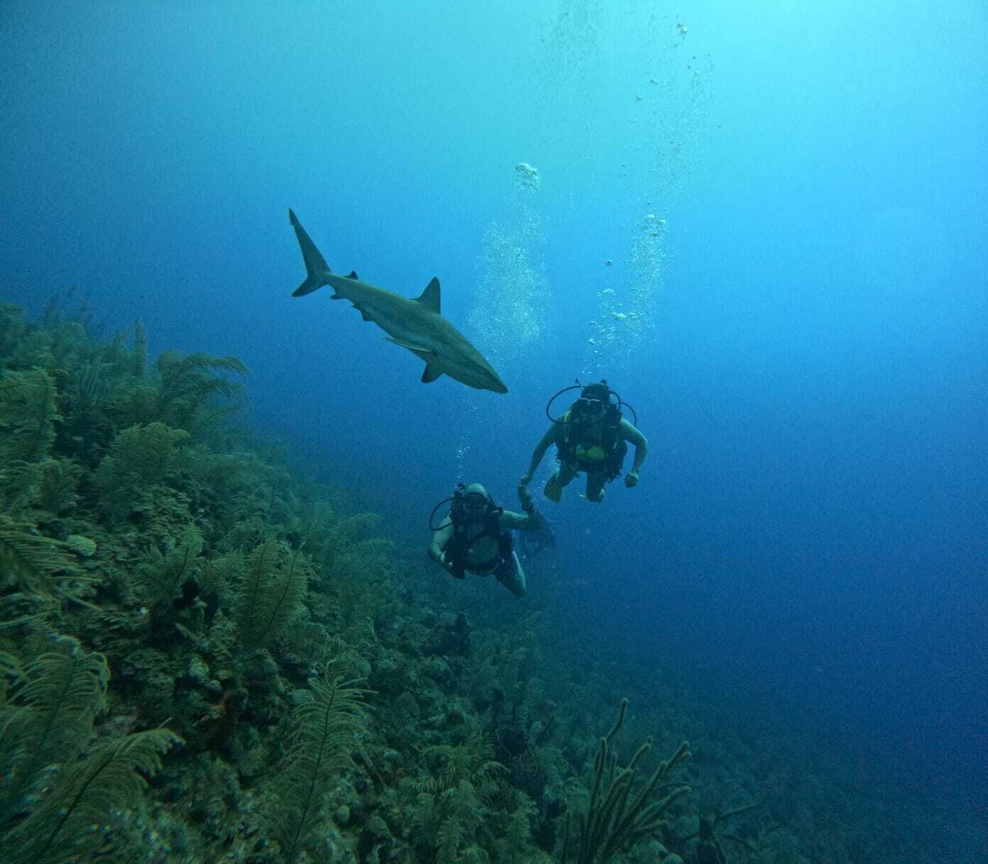 Une scène sous-marine avec un plongeur et un requin, entourés de végétation marine.