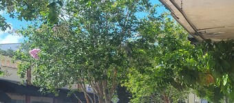 Charming 1925 House in the Heart of DeLand. 